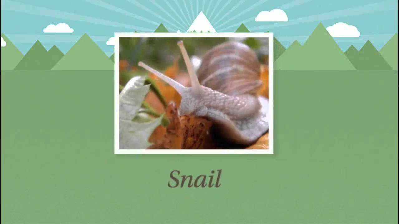 Producers, Consumers, and Decomposers