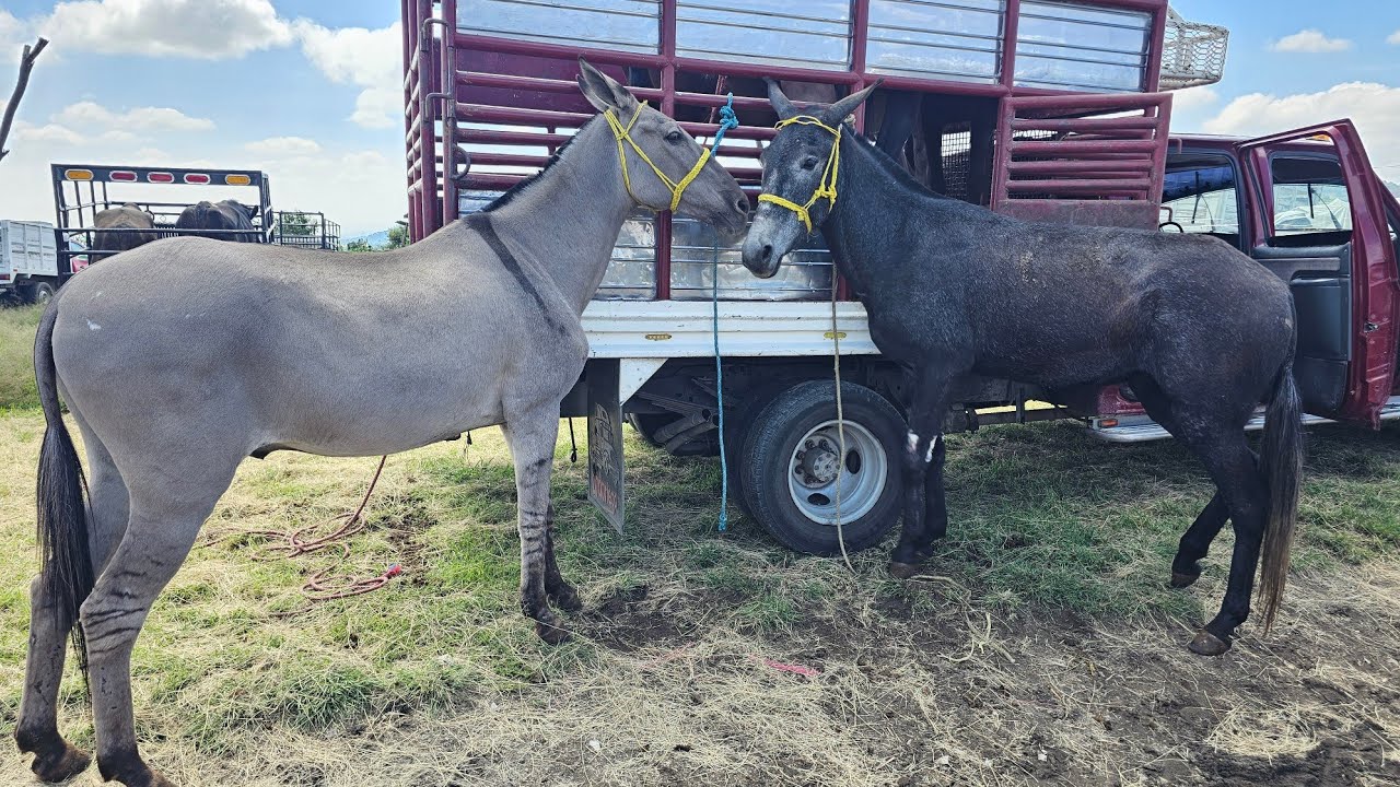 Jueves de Plaza Ganadera 4 CAMINOS PUEBLA mulas finas caballos pavo reales gallos finos vacas y mas