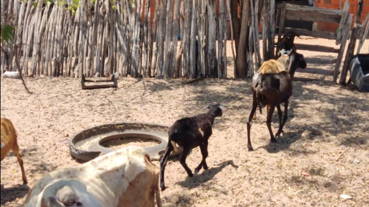 Mostrando Distrito de Bixopá Limoeiro do Norte Ceará