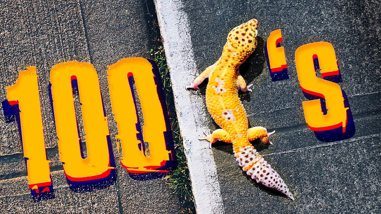A Gecumentary about 100 Gecs