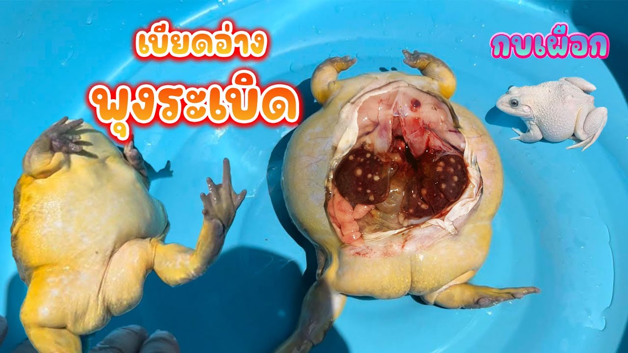 เบียดอ่าง ห้าว เจอ กบไทยเผือก (เบียดอ่างพุงระเบิด) #กบ #กบยักษ์ #africanbullfrogs