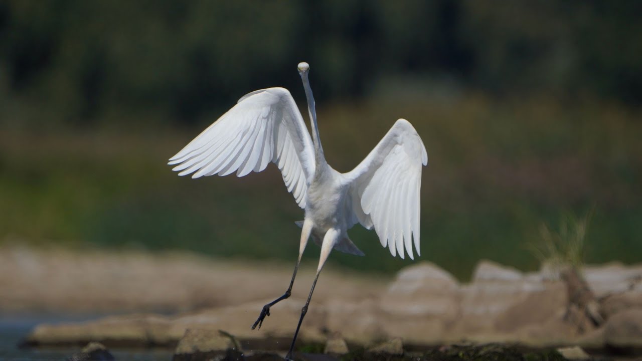 Czapla biała na polowaniu / Great white egret hunting / Ardea alba