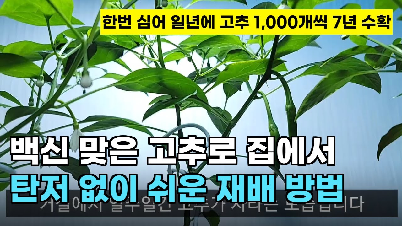 104.고추를 가정에서 한번 심어 일년에 1,000개씩 수확하며 7년간 기르는 간단한 방법입니다