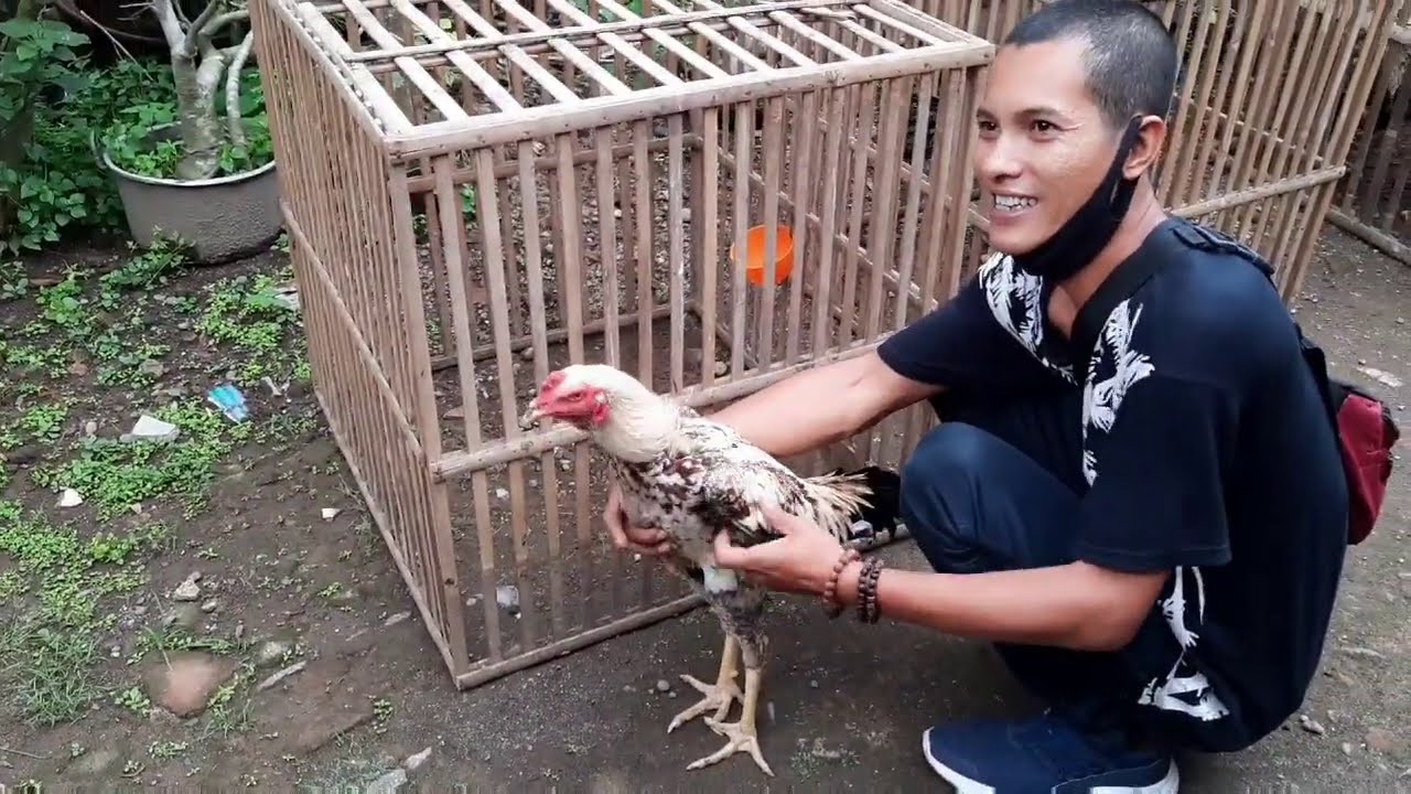 PETERNAKAN AYAM MANGON PAK SUWAR