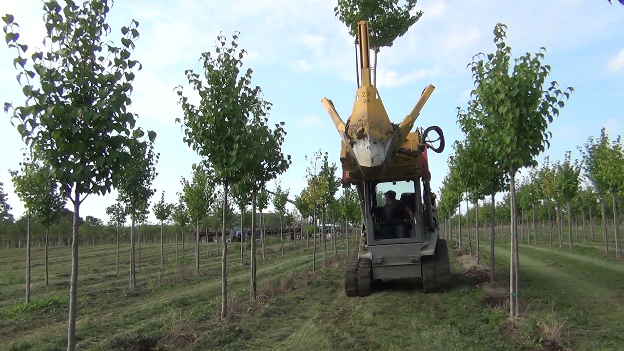 Dutchman Tree Spade 280i-25°