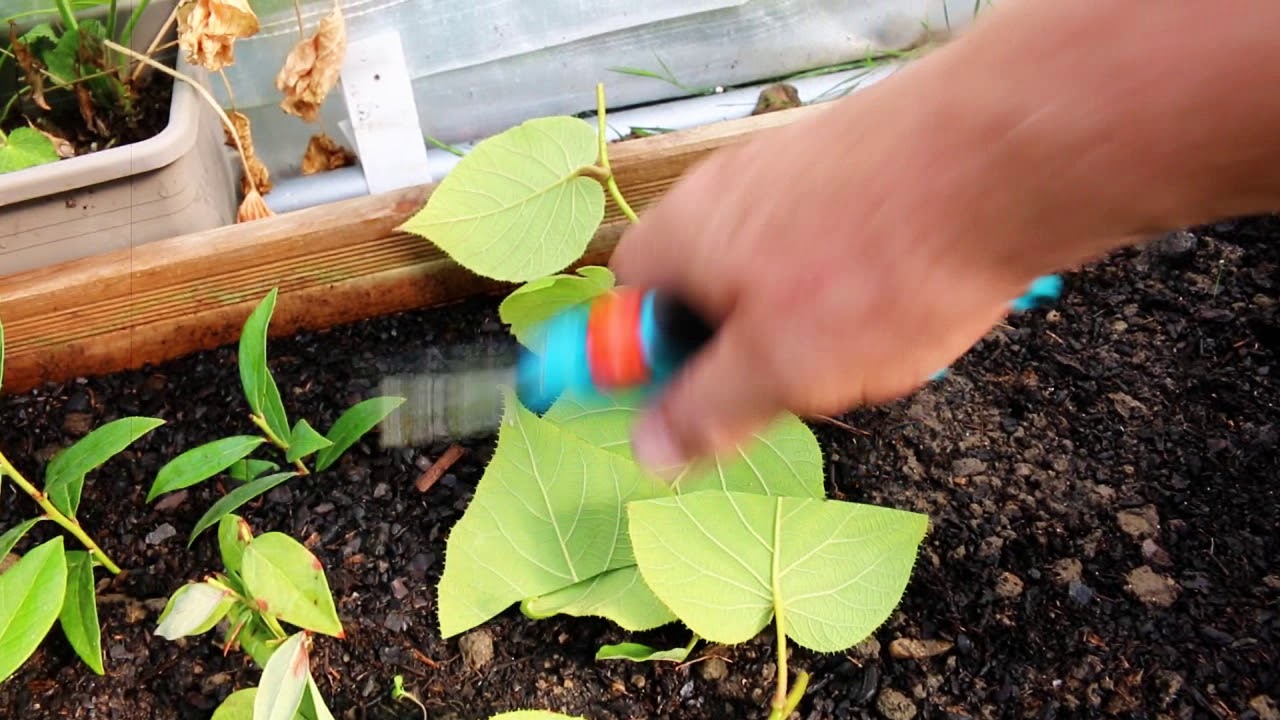 Comment réussir le bouturage des kiwis, choisir les boutures des actinidies