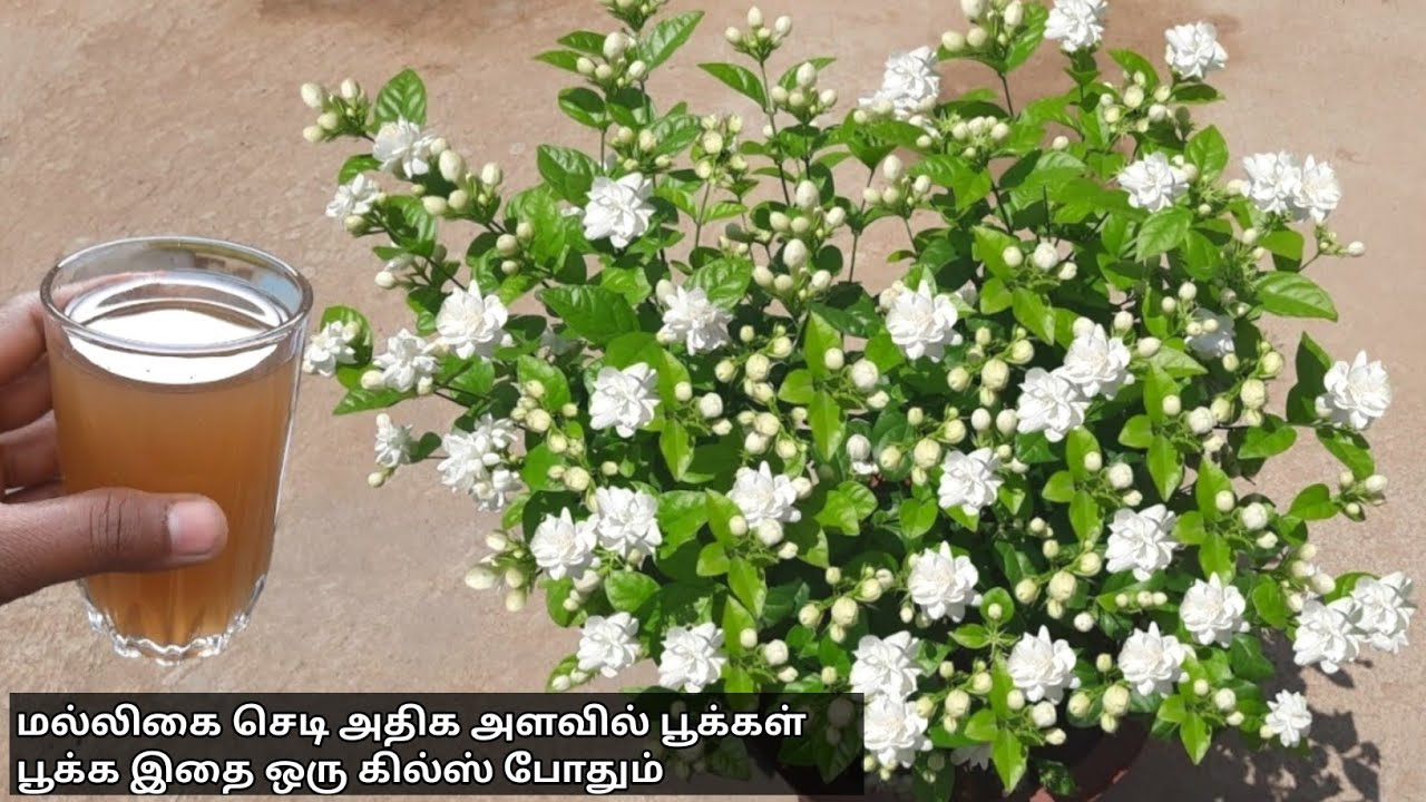 மல்லிகை செடியில் ஆயிரக்கணக்கான பூக்கள் பூக்கா இதை கொடுங்கள்-#gardening #maligaipoo#shortvideo