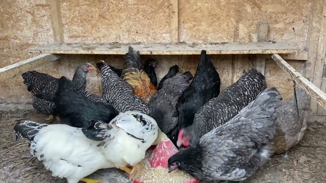 Ce s-a întâmplat cu găinile din livadă?