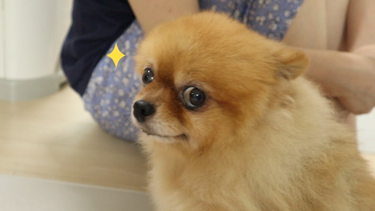 다른 강아지 이뻐해 주고 왔더니 삐져버린 강아지
