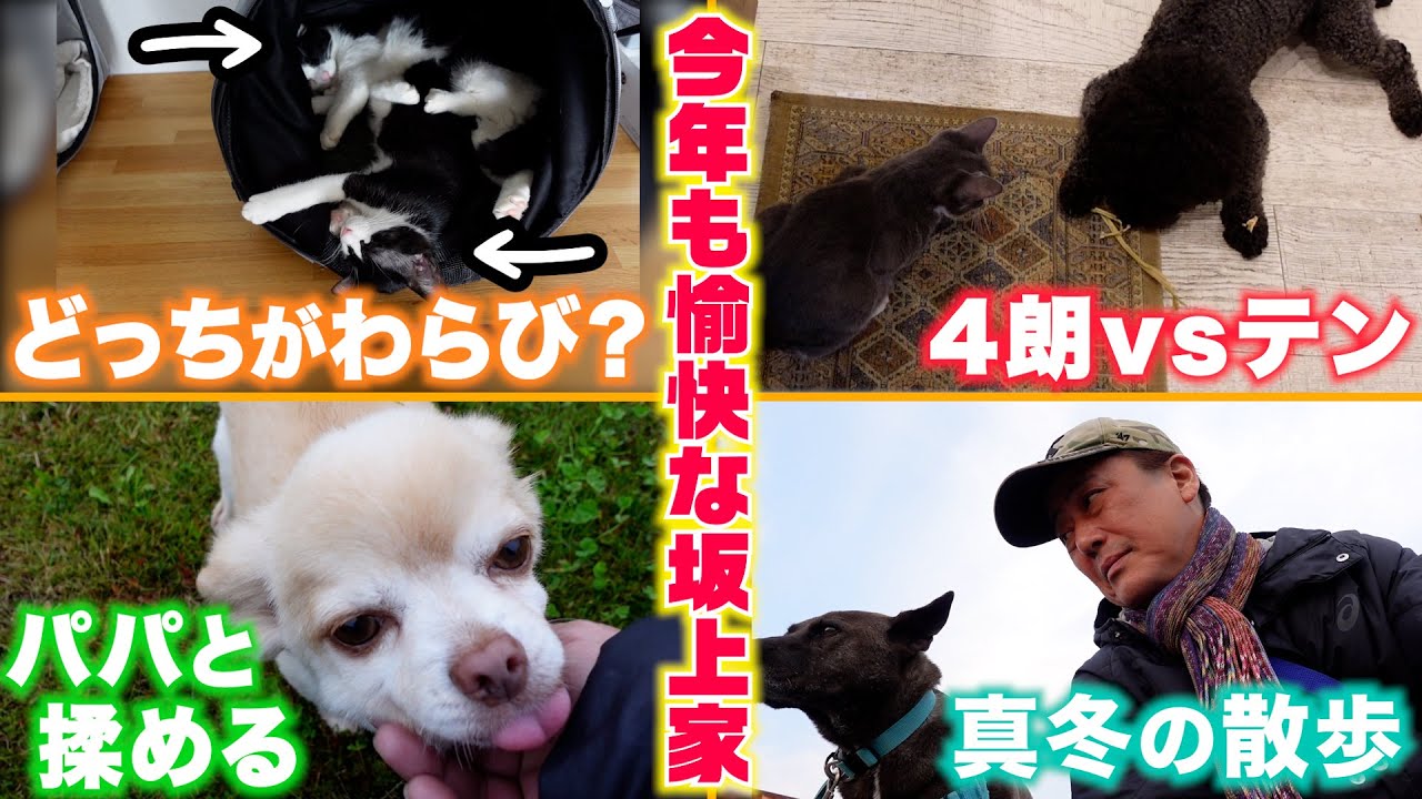 【坂上家の日常】ワンコ軍団の真冬の朝散歩に密着！さらに坂上パパとフユトが揉める！？