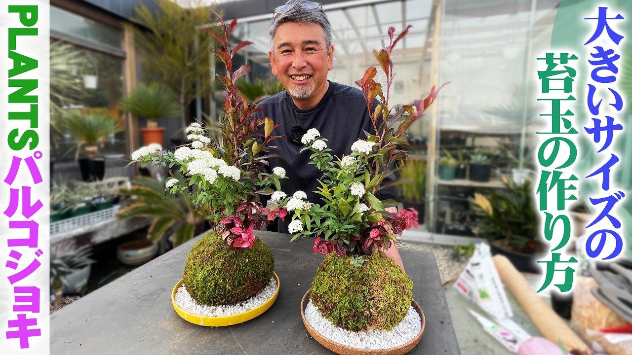 【パルコジョキ】初めてでも簡単！まるで生け花のような大きいサイズの苔玉を作ろう【園芸】