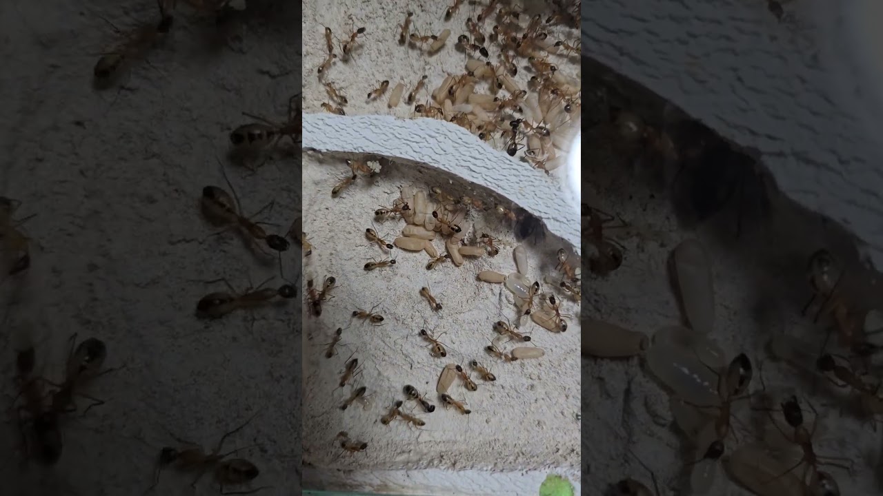 Camponotus maculatus | ModernLine Nest L | Antbaron