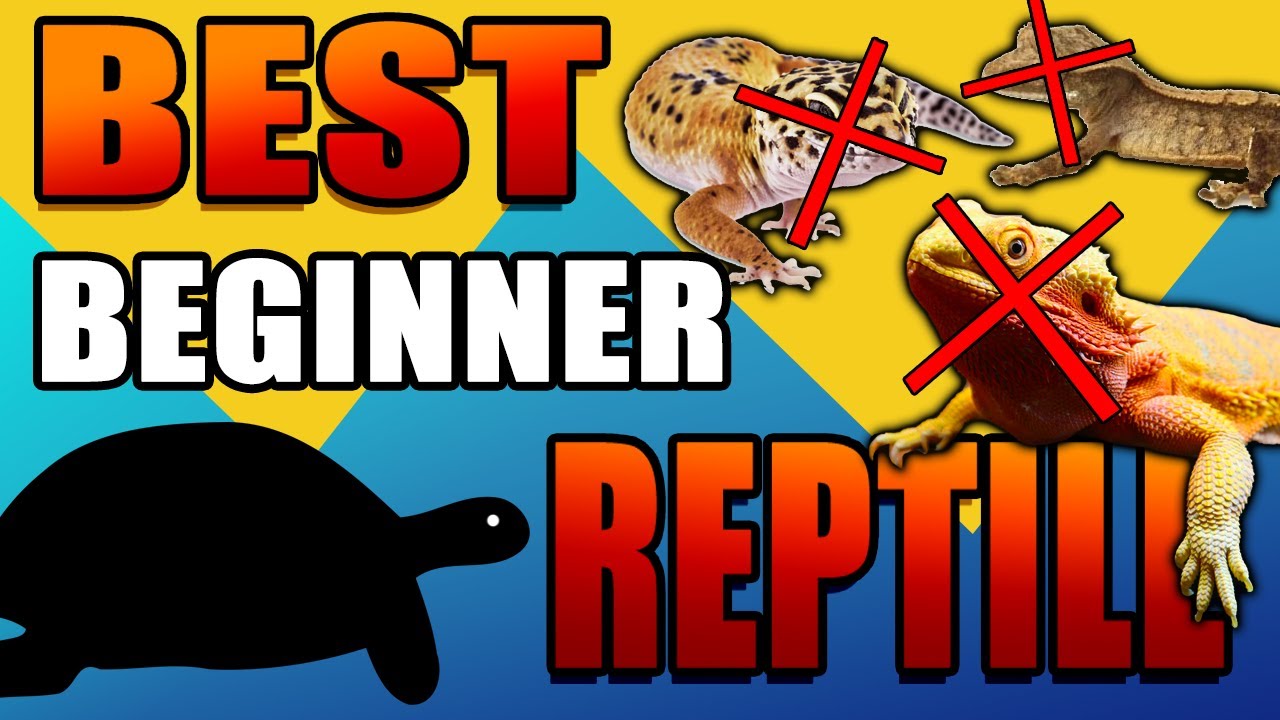 RUSSIAN TORTOISES ARE THE BEST BEGINNER PET REPTILE!