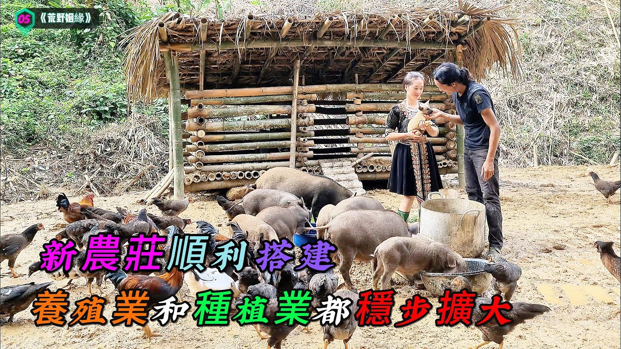 新農莊順利搭建，養殖業和種植業都穩定擴大，真期待有所收成的一天《荒野姻緣》05