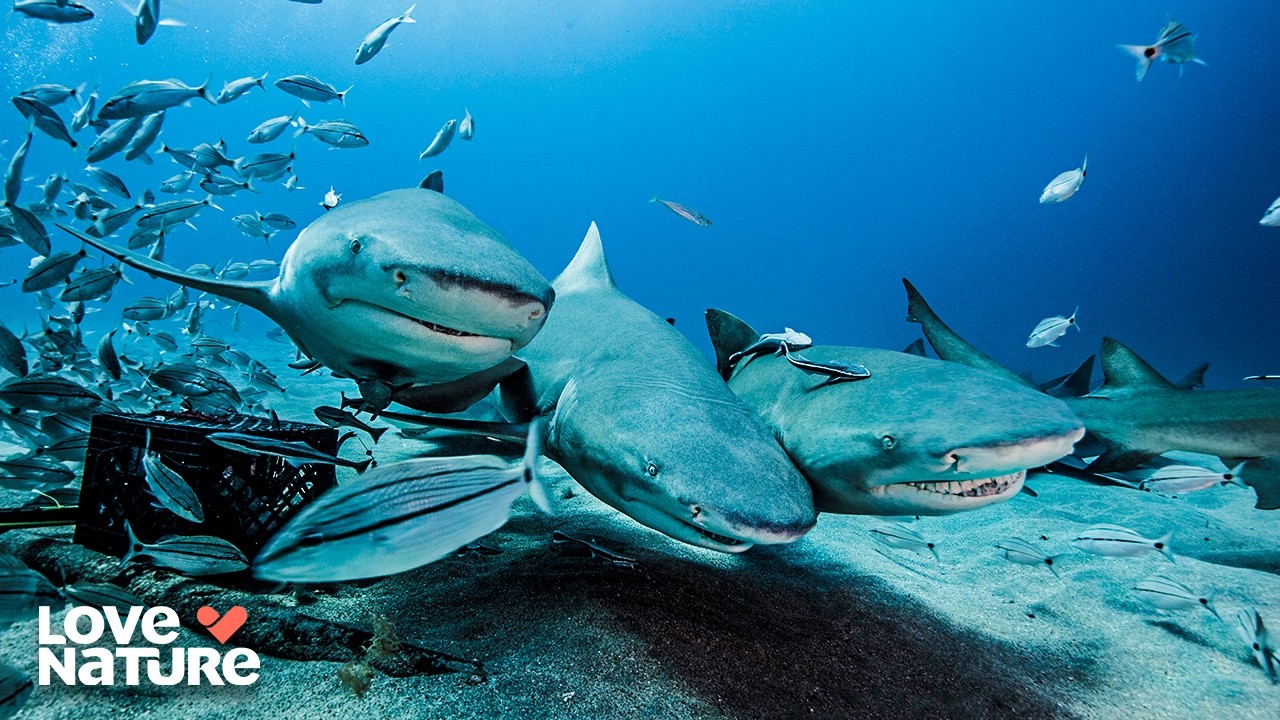 Into the Shark Pit: Untamed Socorro Islands | Great Blue Wild 102
