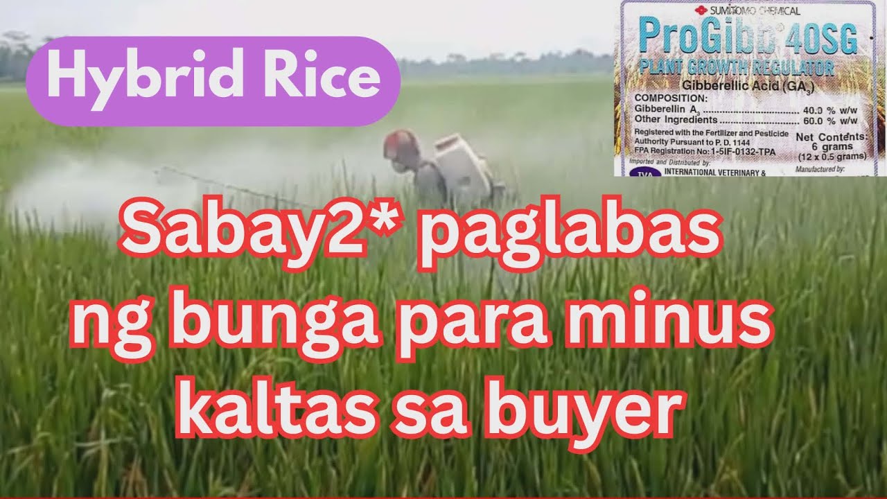 Hybrid Rice, Progibb Growth Regulator Panahon Paglabas Ng Bunga Ng Palay | @AgriSikap