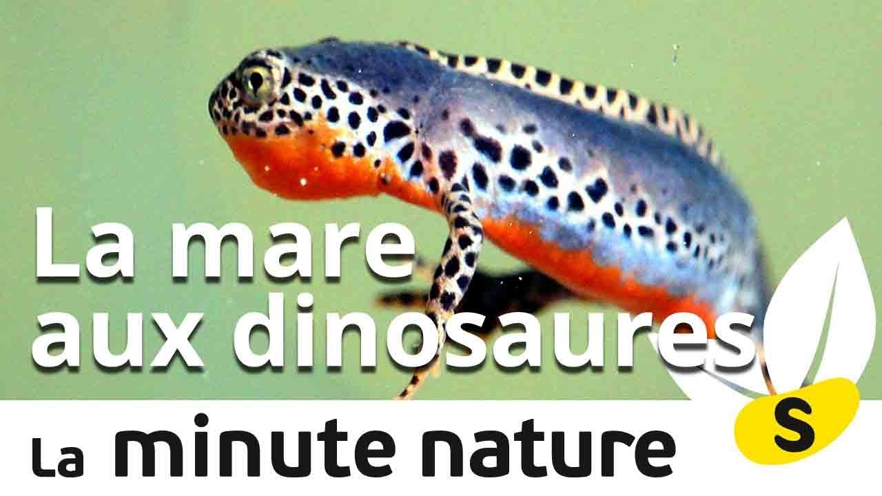 LA MARE AUX DINOSAURES (No 89)
