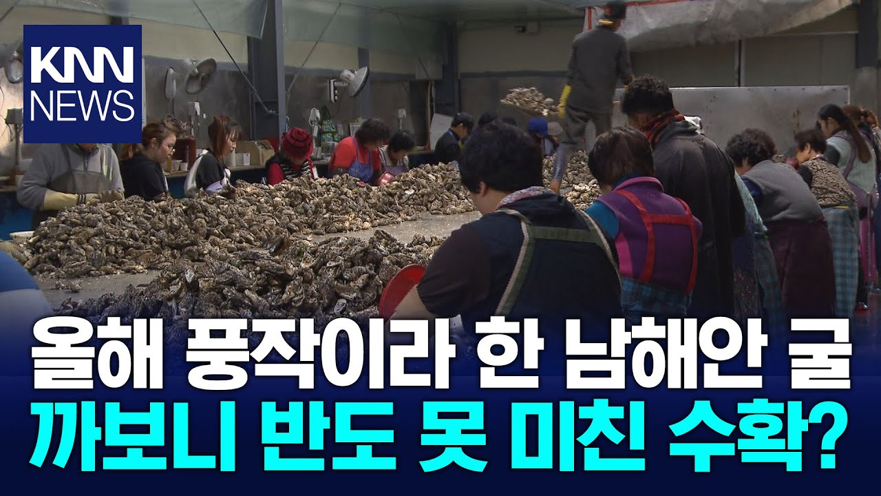 풍작이라던 남해안 굴&hellip;작황&middot;가격&middot;판매 '삼중고' / KNN