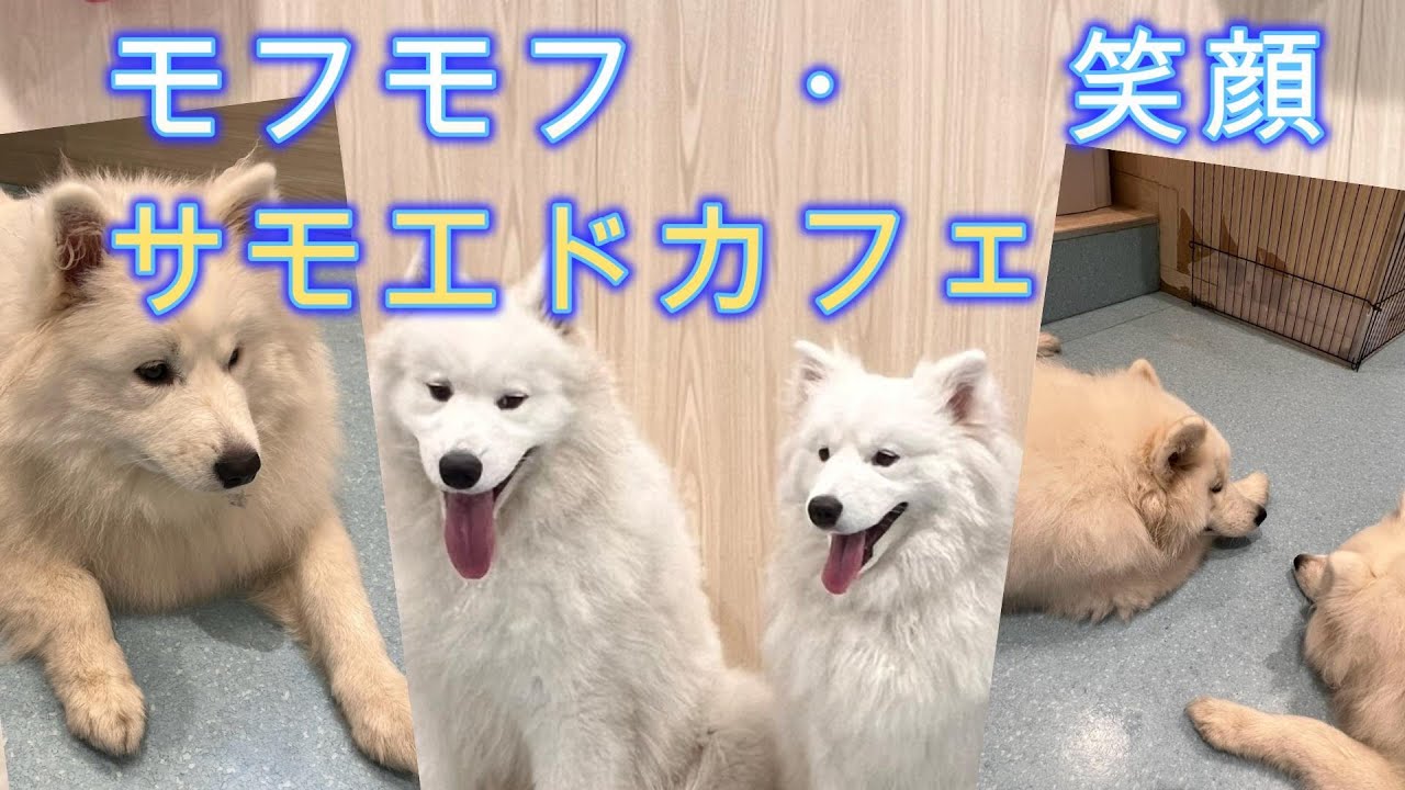 モフモフ・笑顔　サモエドカフェ
