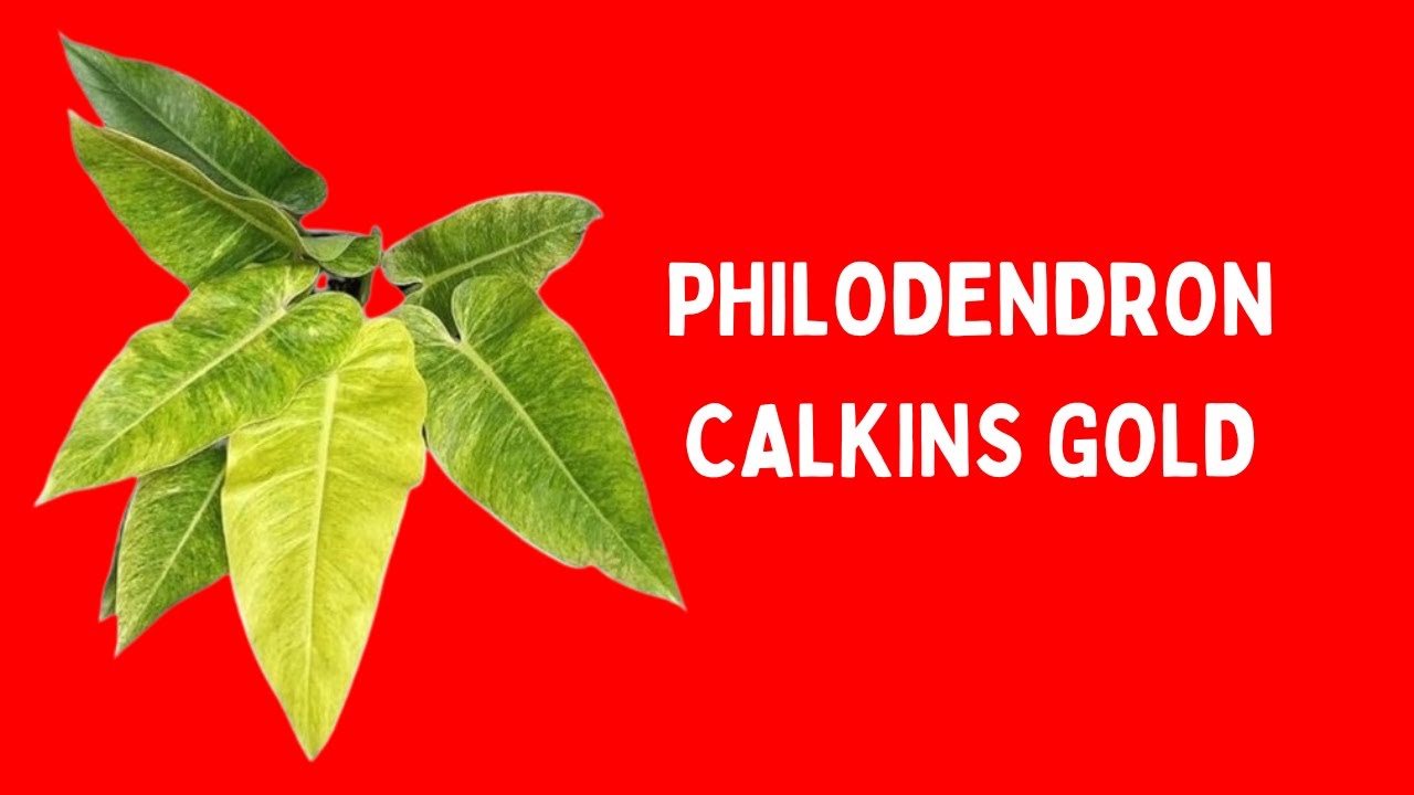 PHILODENDRON CALKINS GOLD