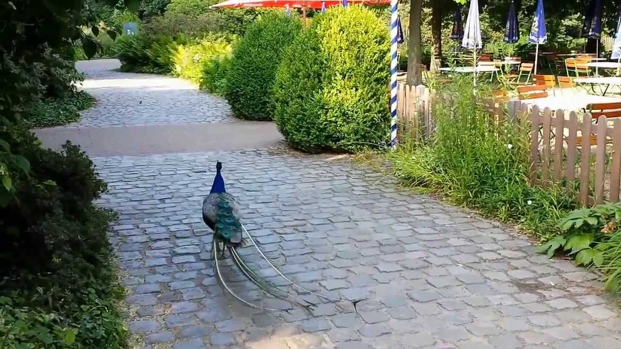 Reportage Welt Vogelpark Walsrode / Репортаж из Мирового парка птиц