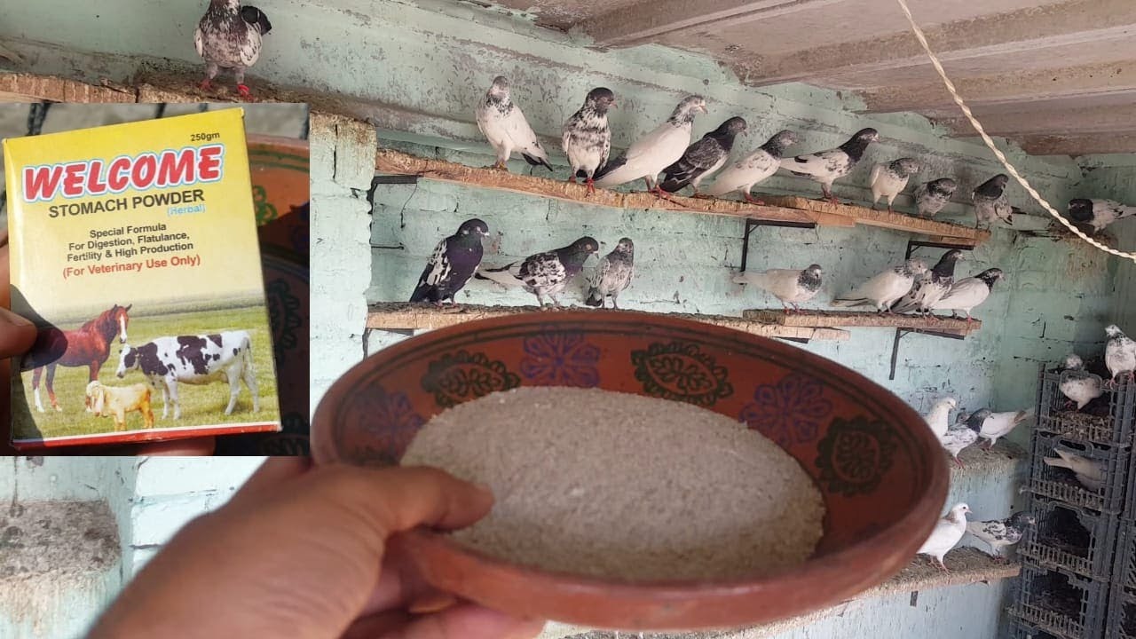 Breeding Formula For Best Breeding || Hashim Mahmood Pigeons