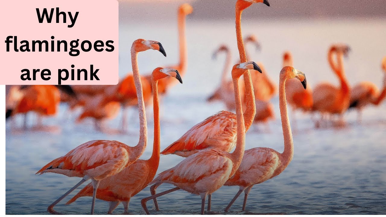 Why Flamingos Are Pink   Fun Animal Facts for Kids