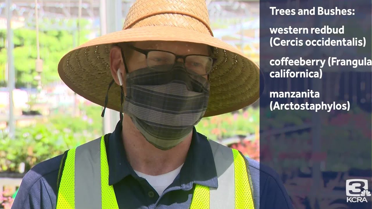 UC Davis plant expert talks drought-tolerant plants for Sacramento region