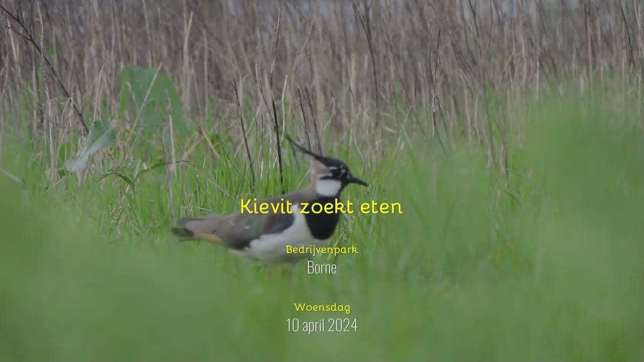 Kievit is intelligent