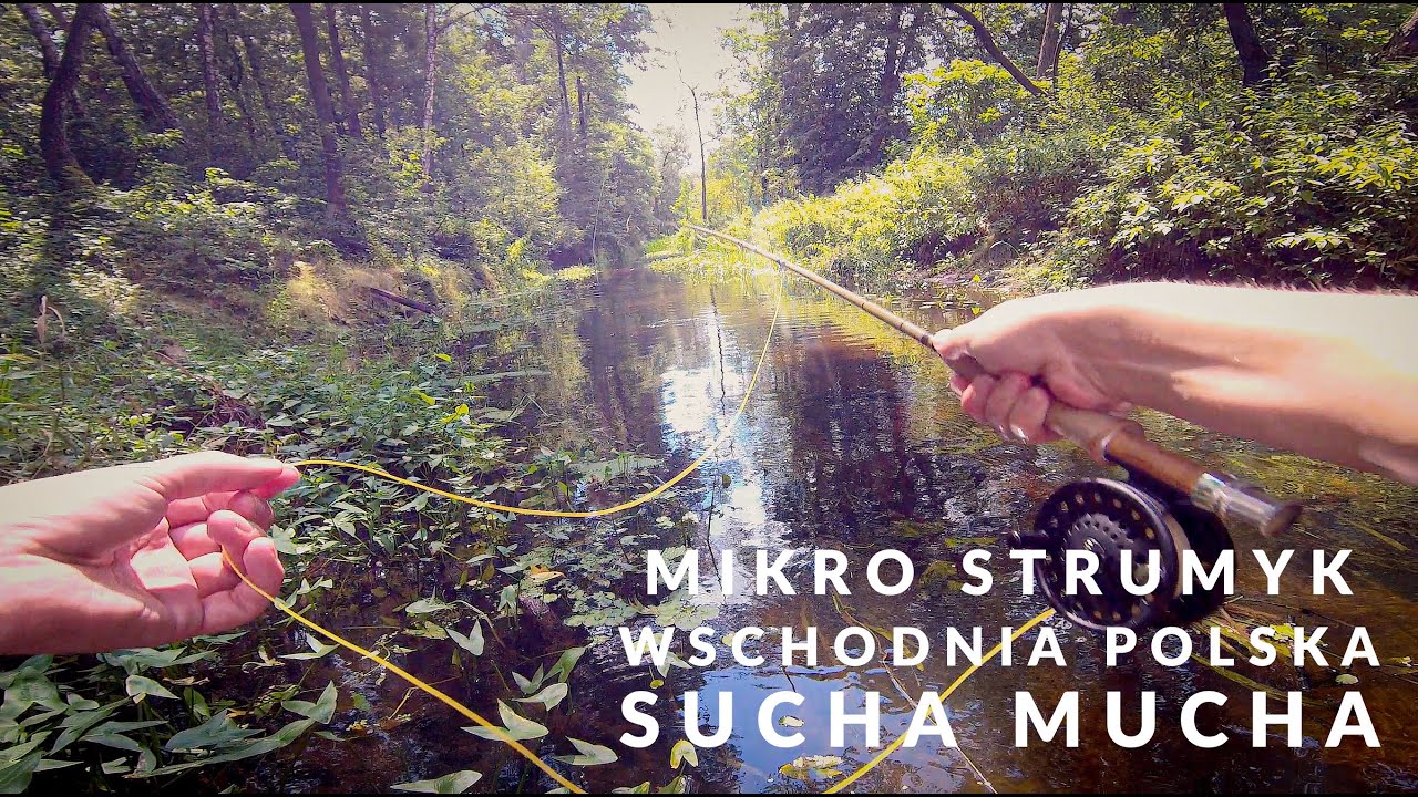 Dziki mikro strumyk. Sucha mucha - caddisfly #wędkarstwo #fishing #pstrągi #nature #flyfishing