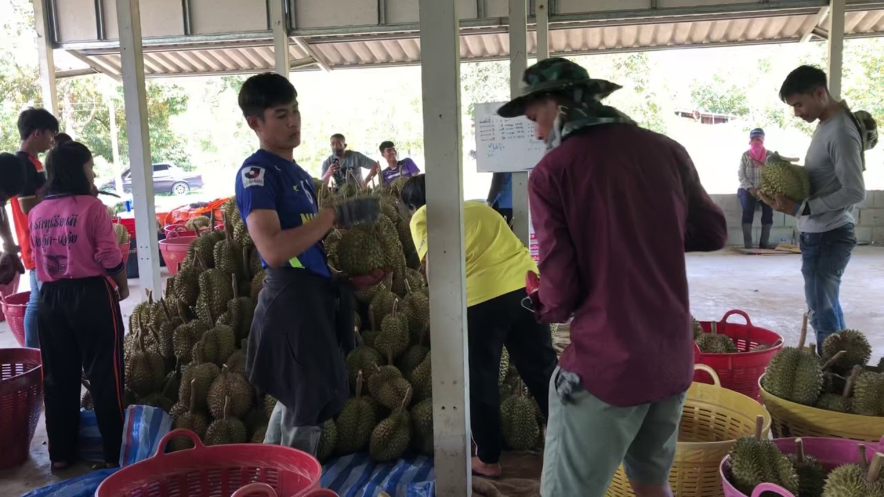 สวนทุเรียน จันทบุรี