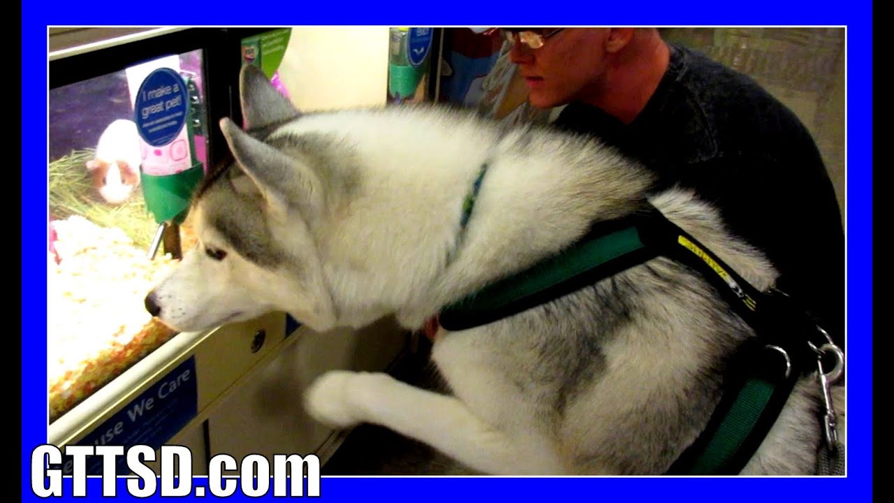 Husky Goes on a Shopping Spree | Dogs Shopping