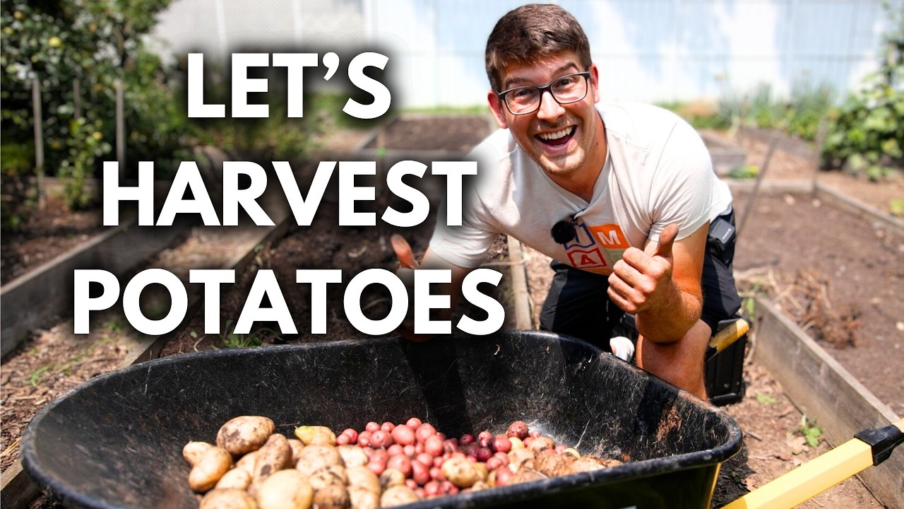 Woah! Unexpectedly Huge EARLY Organic Potato Harvest!