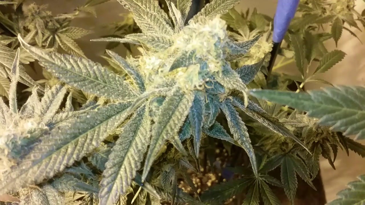 BERRY WHITE day 51