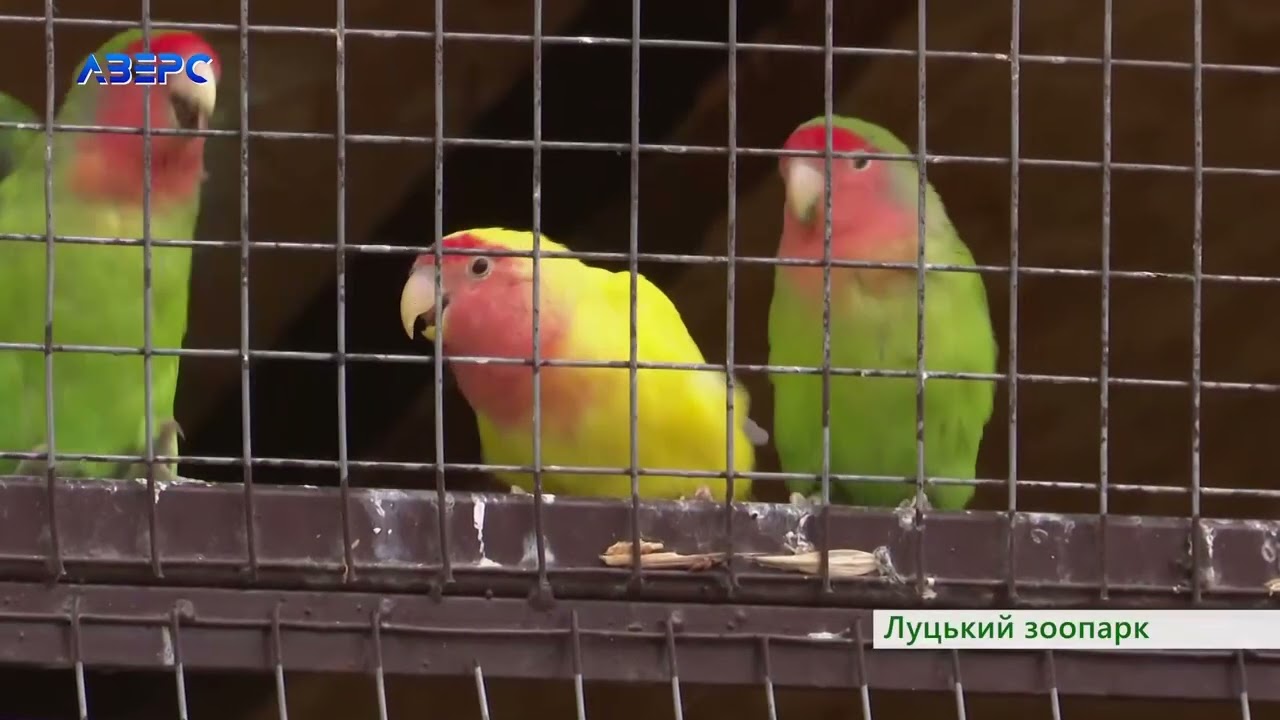 Папуги- нерозлучними у Луцькому зоопарку