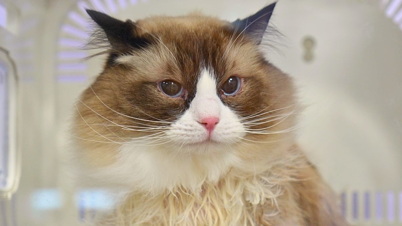 I Was Not Prepared For This Ragdoll Cat