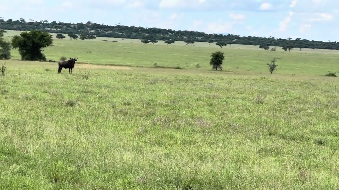 Herd of Topi, Western Corridor, Serengeti, Tanzania
