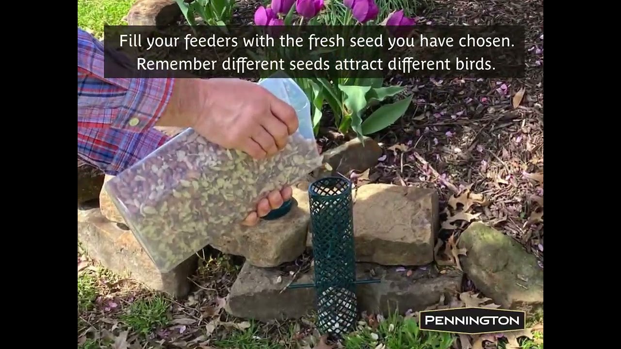 Feeding Backyard Birds Is Easy with Pennington