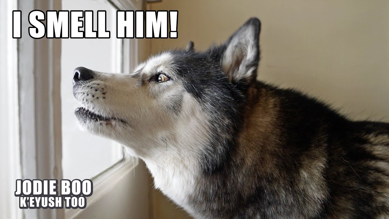 Husky Excitedly Talks About His Best Friend Coming Over!