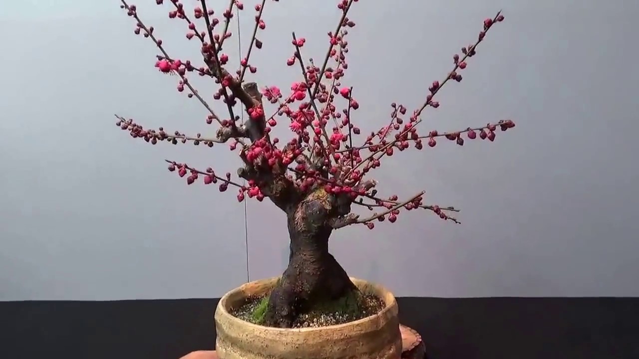 Plum Bonsai show in Japan ! Blossom. UME BON TEN 梅盆展2017 final.