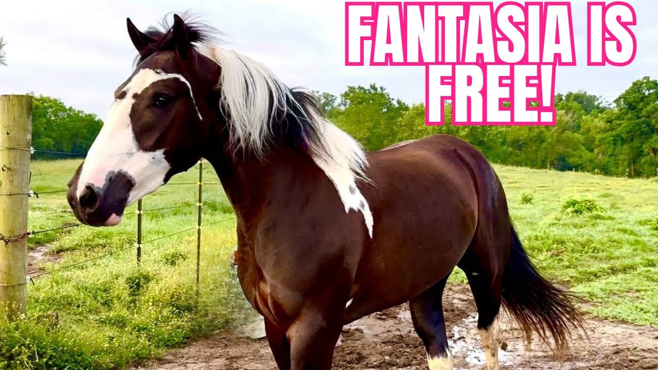 STUNNING PINTO MARE Meets The Herd! Watch Her RUN