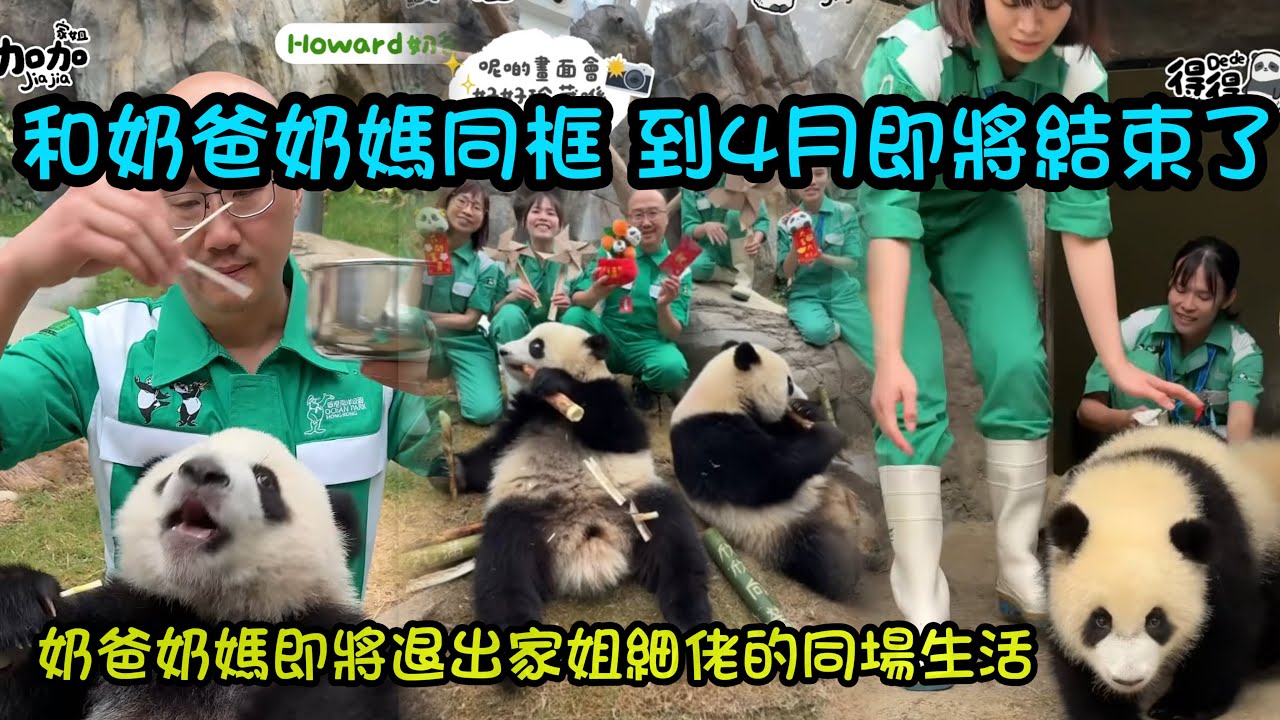 3月10日 奶爸奶媽將慢慢退出家姐細佬的場地，溫馨同框畫面即將成為歷史#大熊貓加加得得 #香港大熊貓  #大熊貓家姐細佬