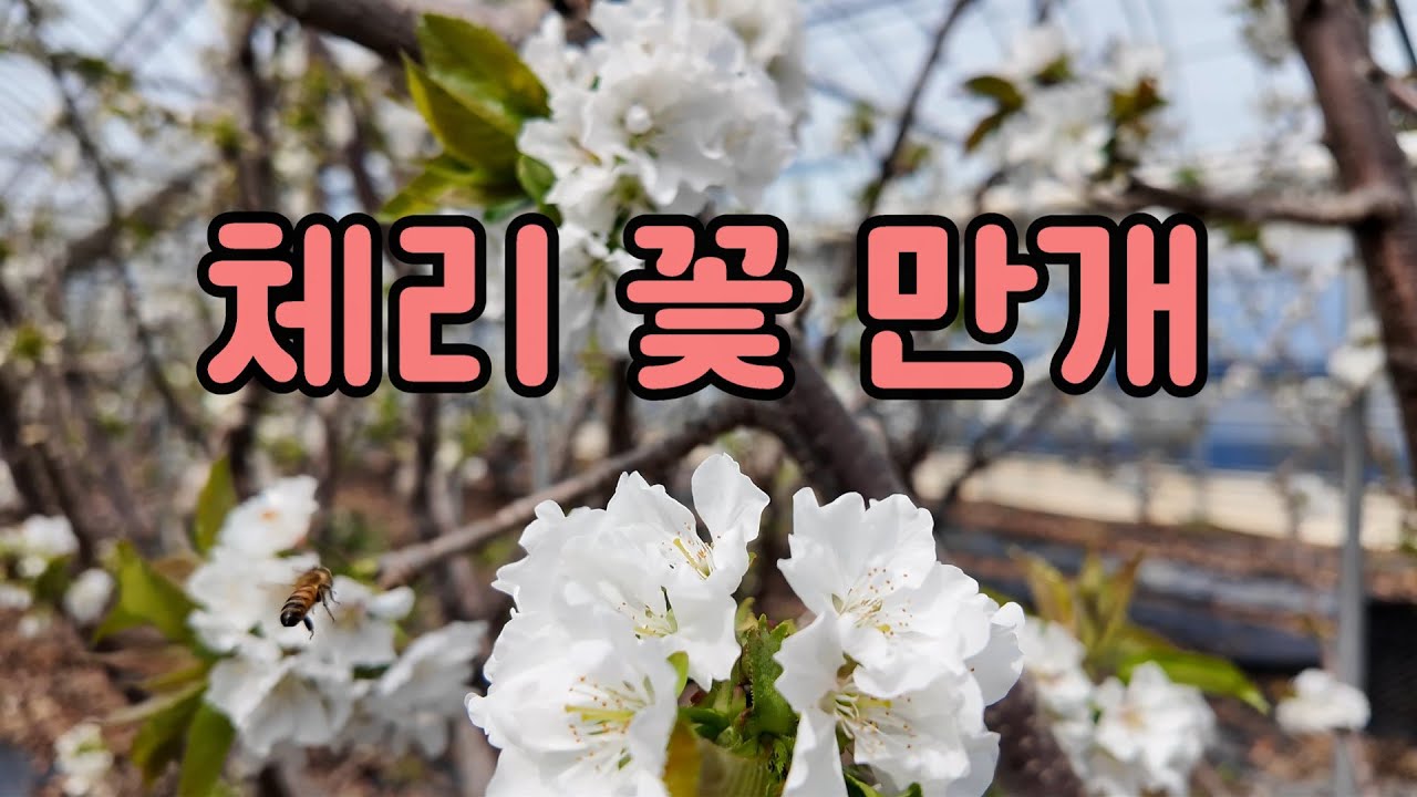 2025 체리 꽃 만개
