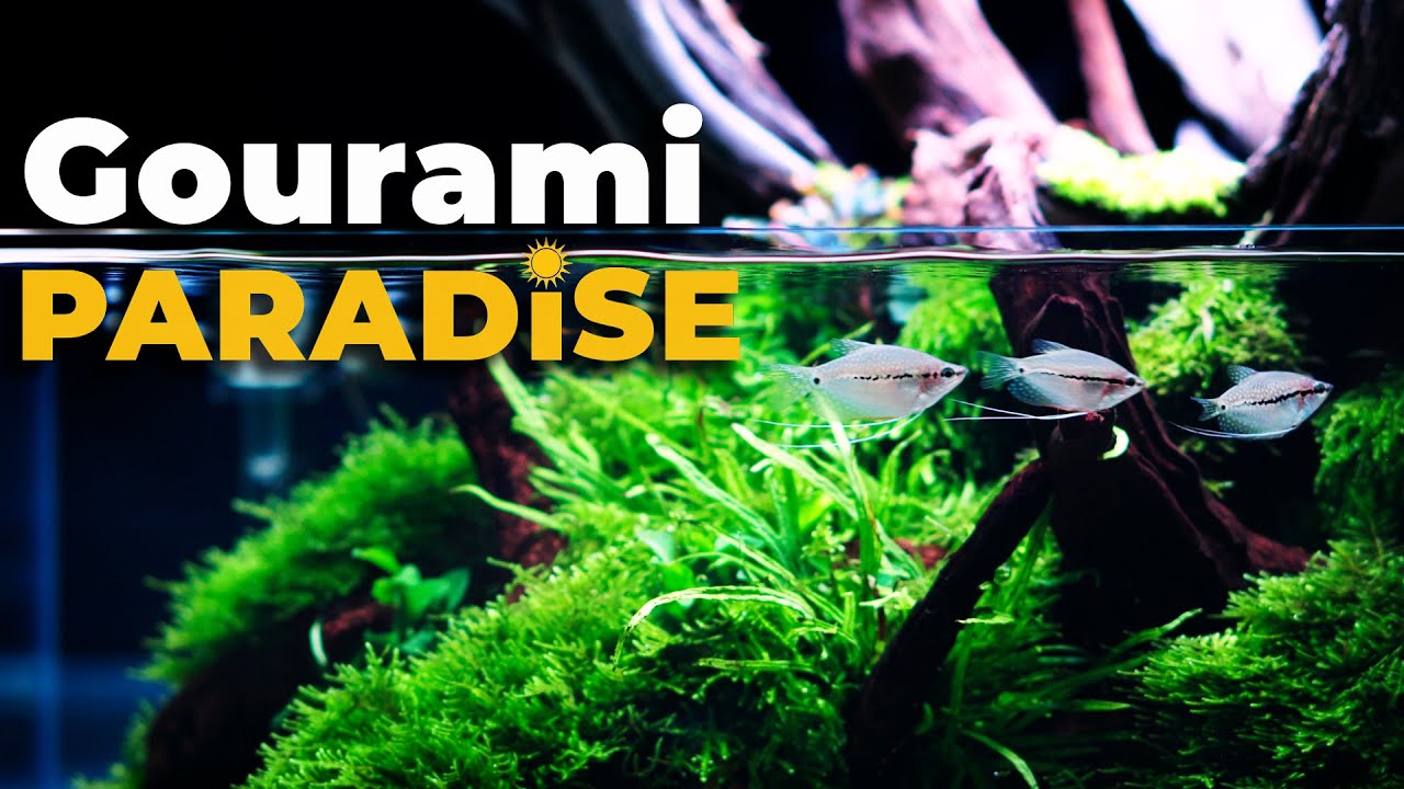 Underwater PARADISE with Pearl GOURAMIS, Japanese RICE FISH and Boraras  | 4K Cinematic