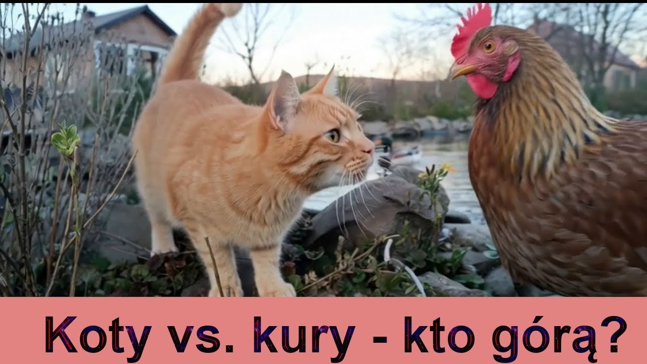 Koty vs kury - kto tutaj rządzi?