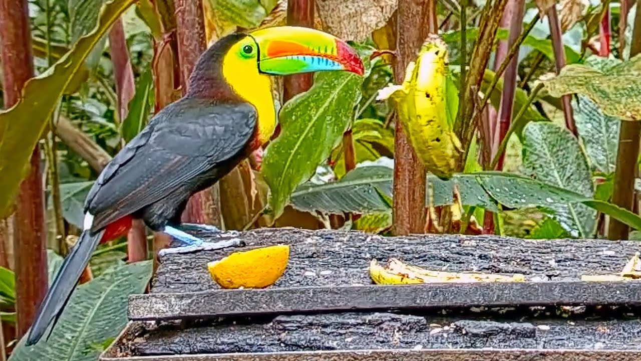 Keel-billed Toucan Plays a Game of Spin the Banana at Canopy Lodge Fruit Feeders January 24, 2023