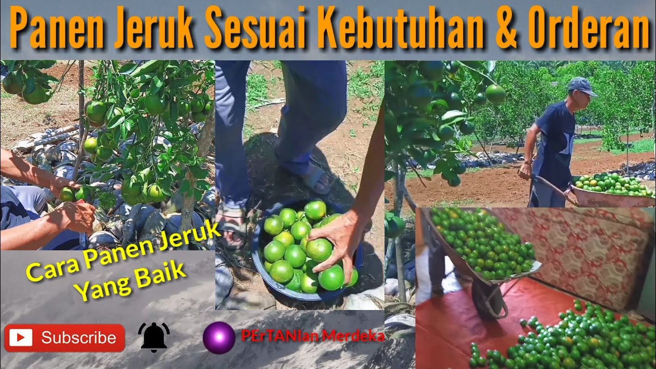 Panen Jeruk Siam Sesuai Kebutuhan di Simpang Damar Rumput, Airpura, Pesisir Selatan, Sumatera Barat