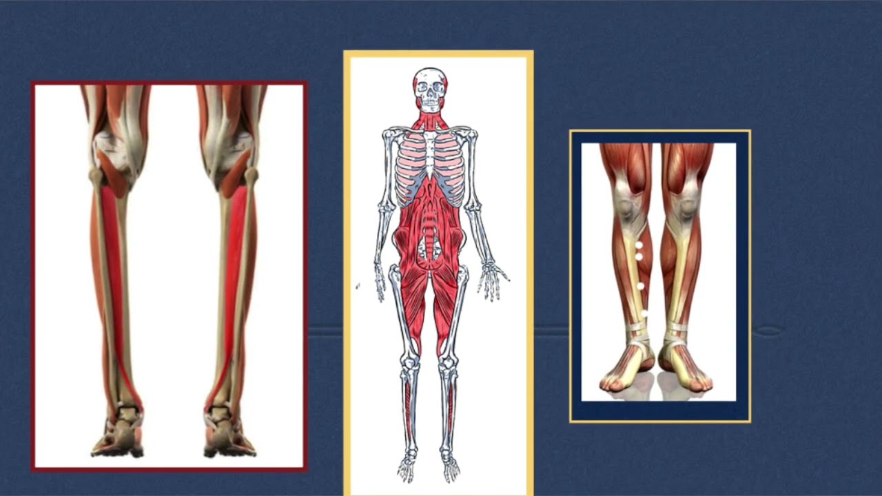 Acupuncture Webinar: Master Tung's Points, Myofascial Lines, Treating the Neck, Back, and Hips