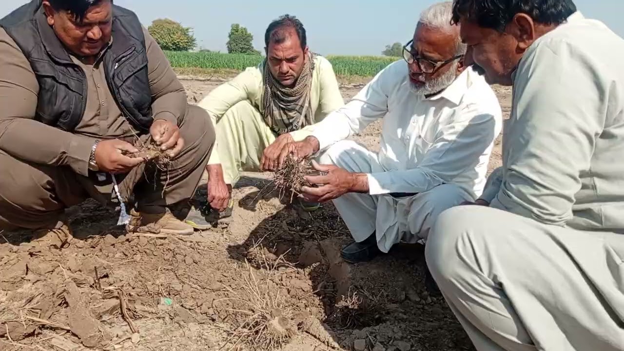 #سٹبل شیور کا استعمال کچھ اس طرح کریں کہ مونڈھی فصل کا اگائوگہرائی میں سے پلانٹ کراپ کی طرح ہو سکے۔