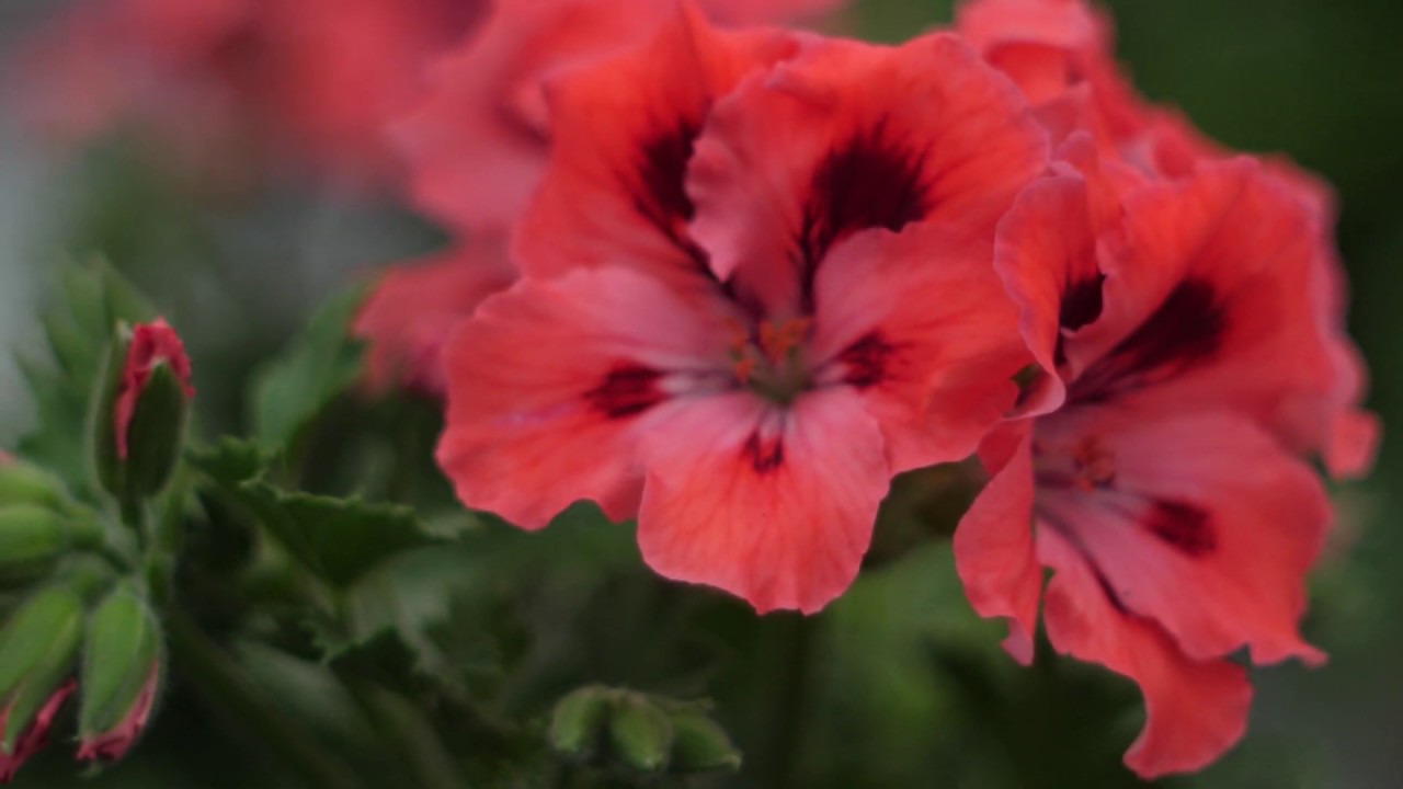 Pelargonium Grandiflorum Elegance Femke - Garden Plant with Flowers in spectacular Colours